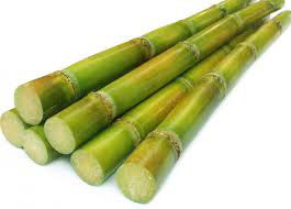 Sugar Cane Brazil