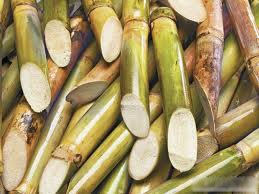 Sugar Cane Brazil